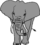 Elefante